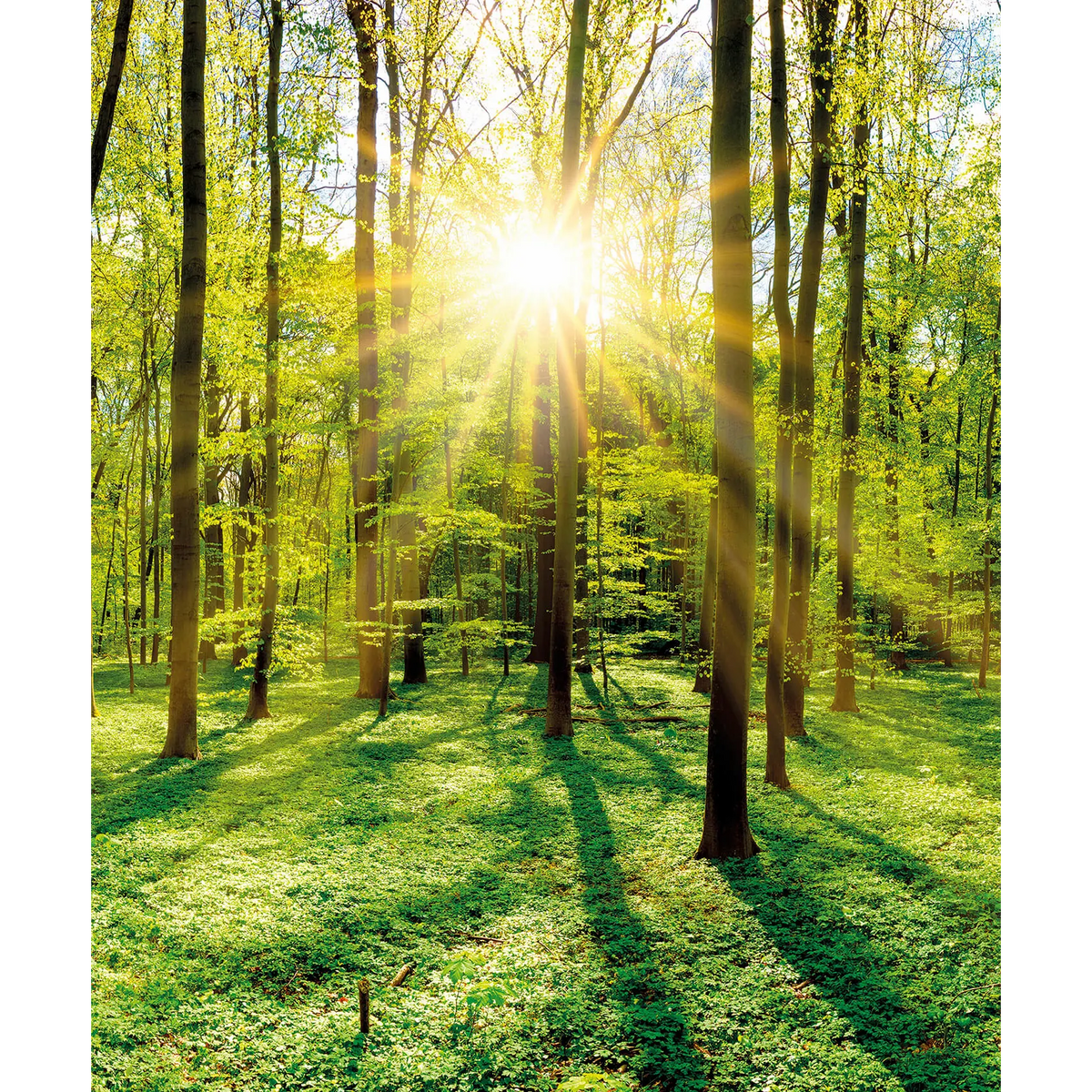 Wald Motiv-Bildplatte 500W – Produktansicht